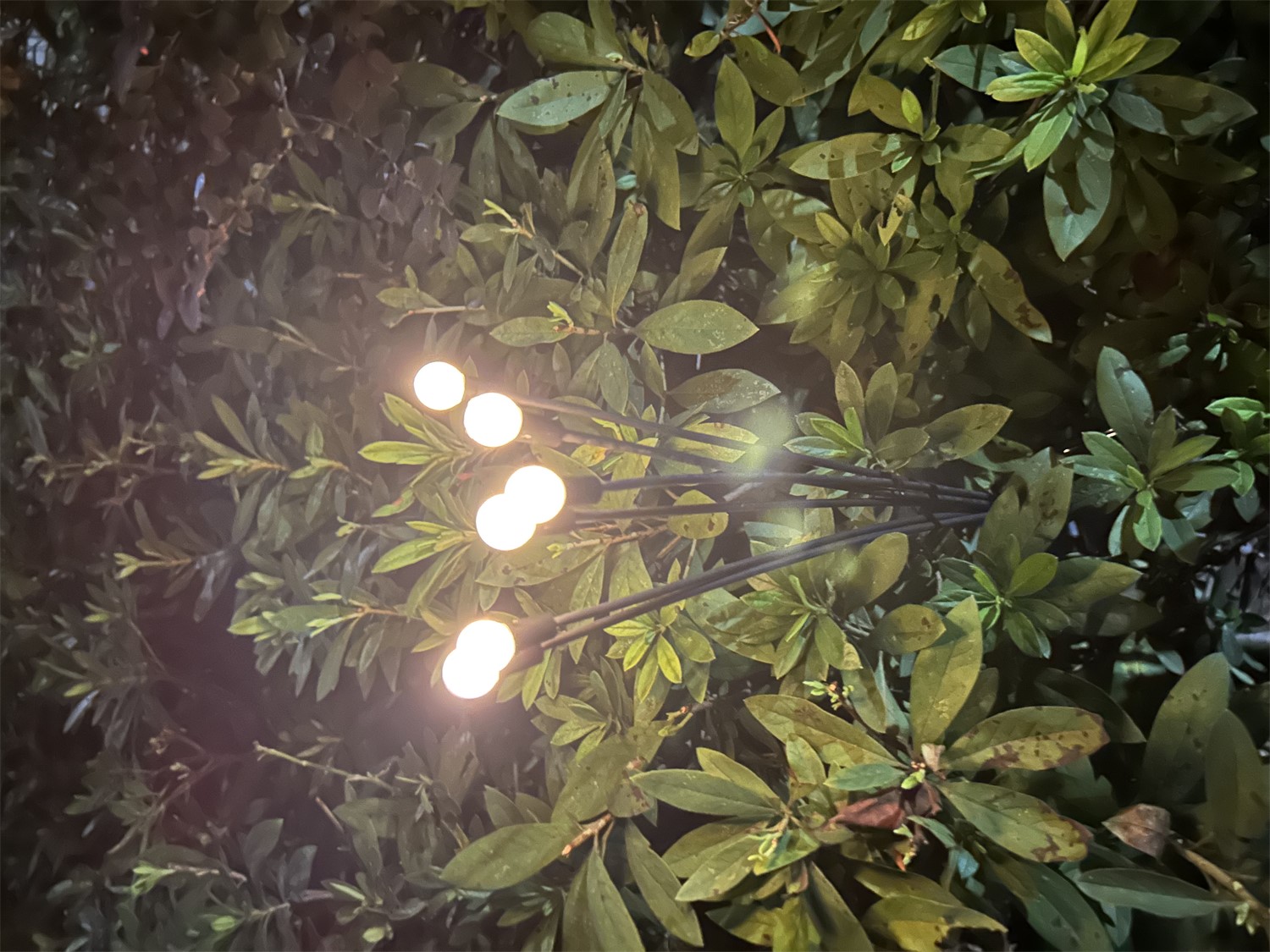 ЕГ САД 6Лед Светлячки - 24