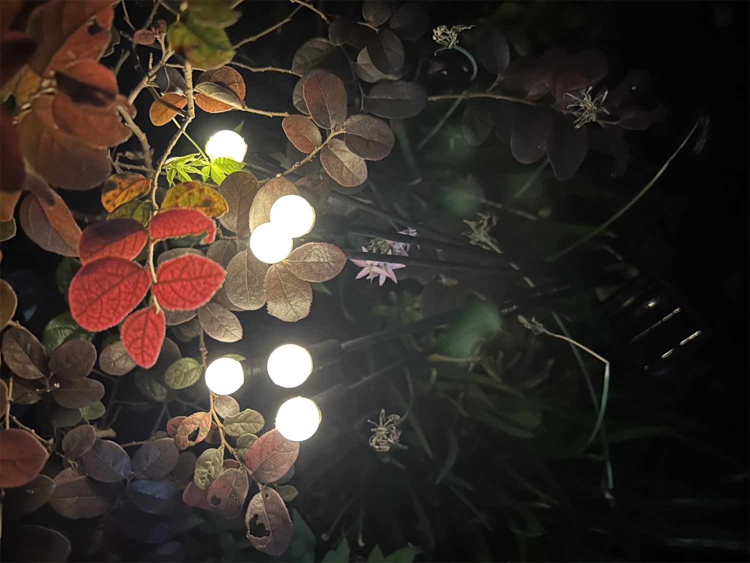 ЕГ САД 6Лед Светлячки - 24